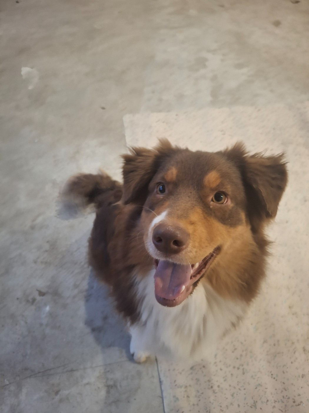 Amour (dit Aria) Du Val De La Licorne