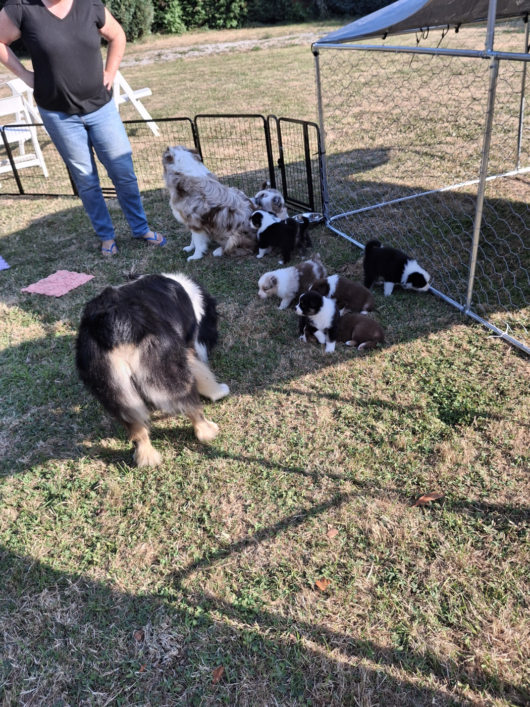Chiot Berger Australien Du Domaine De Texota