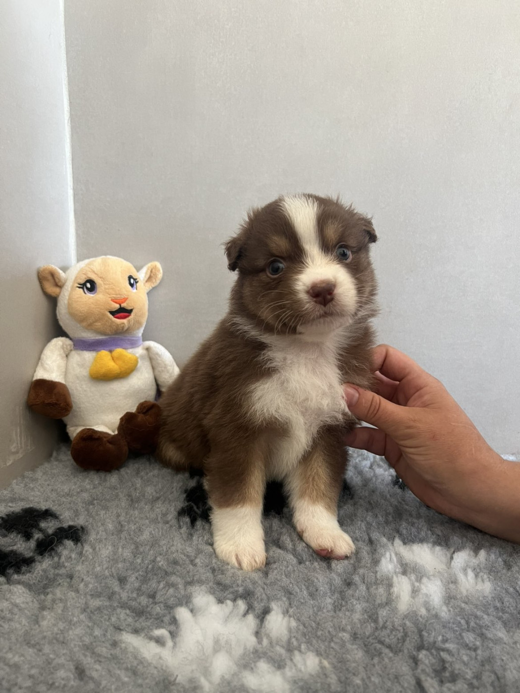 Du Domaine De Texota - Chiots disponibles - Berger Australien