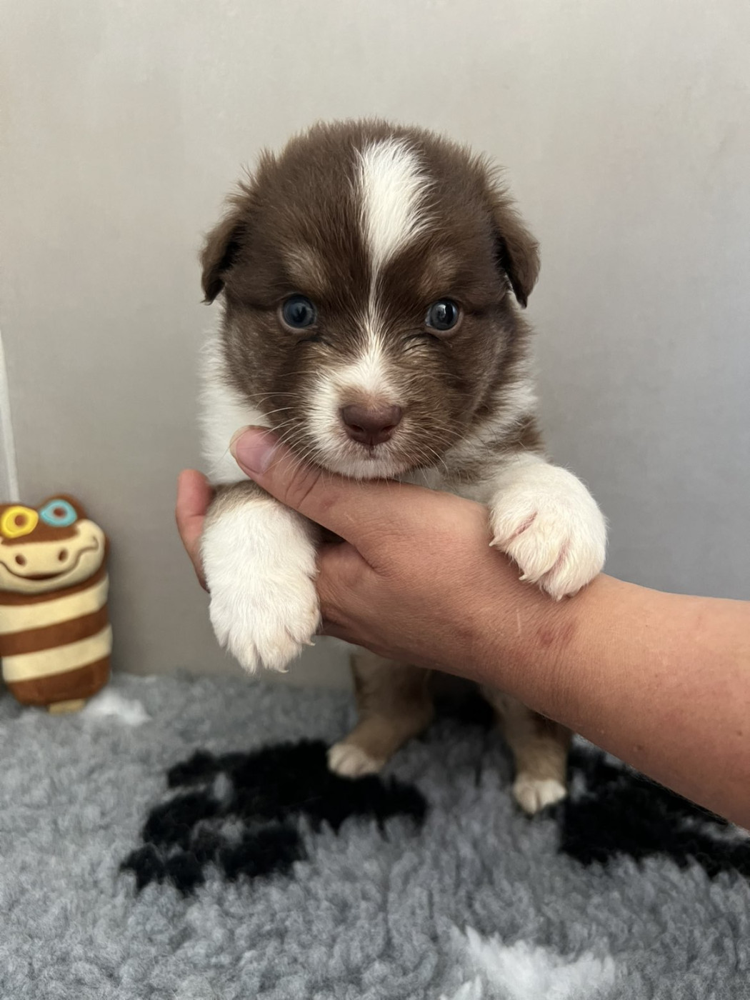 Du Domaine De Texota - Chiots disponibles - Berger Australien