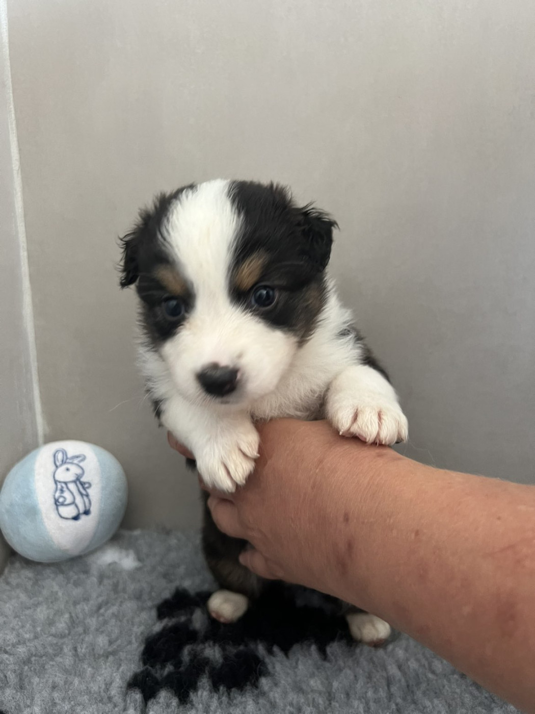 Du Domaine De Texota - Chiots disponibles - Berger Australien