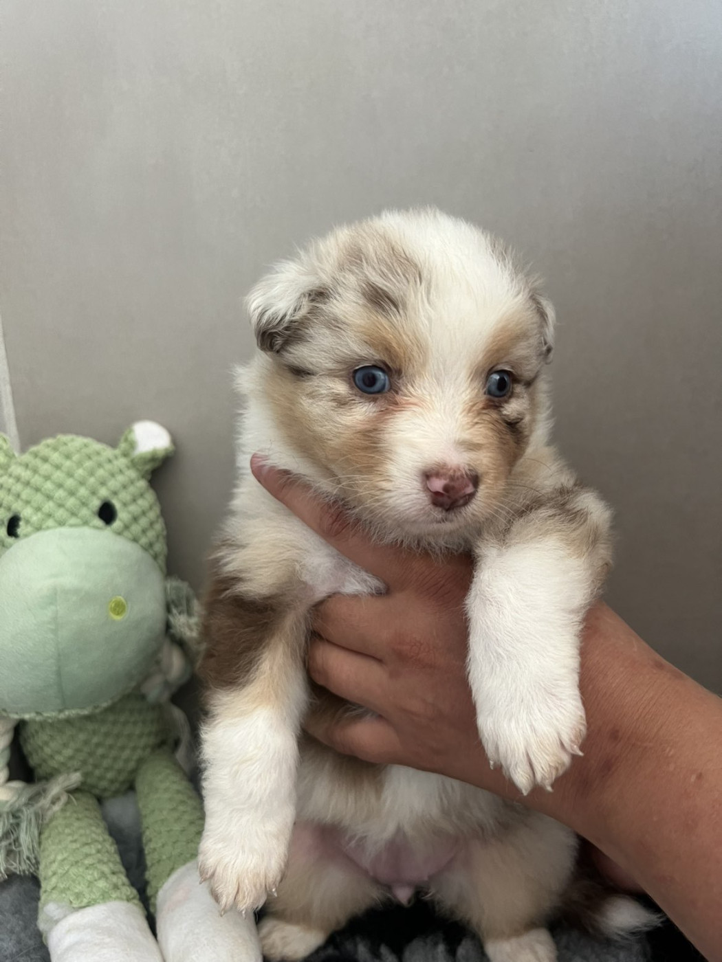 Du Domaine De Texota - Chiots disponibles - Berger Australien