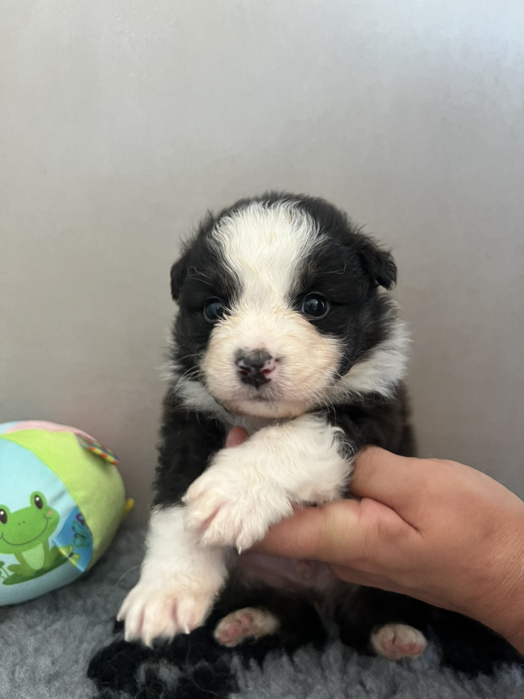 Du Domaine De Texota - Chiots disponibles - Berger Australien