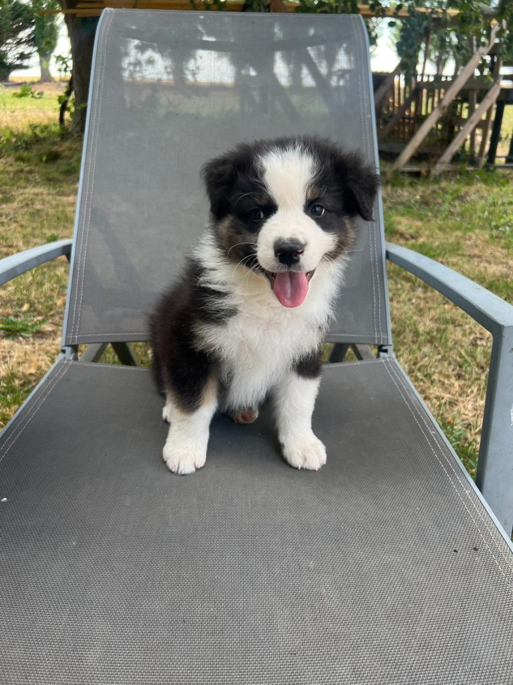 Du Domaine De Texota - Chiots disponibles - Berger Australien