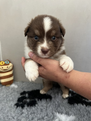 Chiot n°3