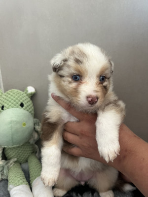 Chiot n°5