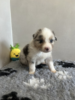 Chiot n°8