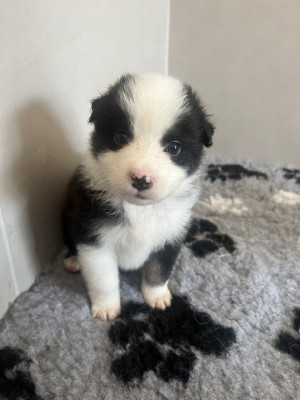 Chiot n°9